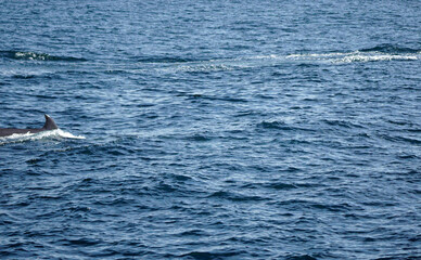 Fototapeta premium humpback whale in the indian ocean