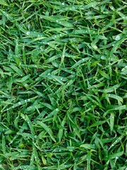 Fresh, vibrant grass covers the ground, adorned with glistening water droplets from morning dew. Sunlight reflects off the blades, creating a serene atmosphere.