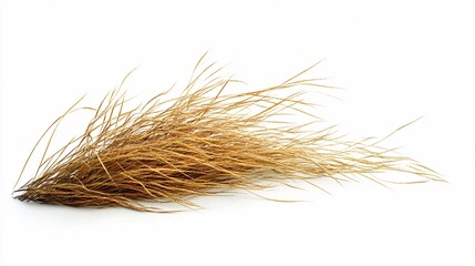 Professional Forced Perspective Vetiver Grass Isolated on White Background