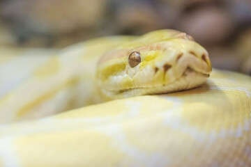 Gold Python