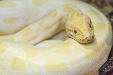 Fototapeta premium Gold Python