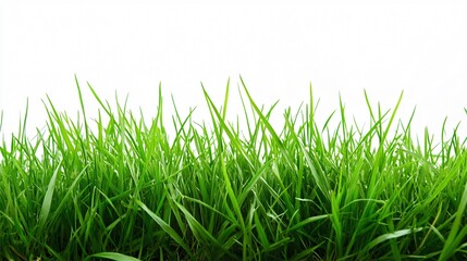 Fototapeta premium Vibrant Fresh Green Grass on Clean White Background