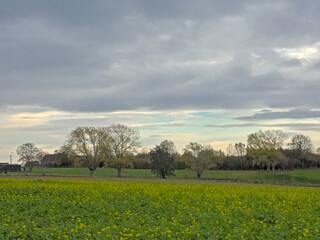Obraz premium Autumn landscape with meadow and trees in the Flemish countryside. 