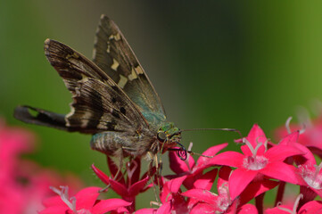 Closeup - Iridescent Longtail Brown Skipper Butterfly with a cool mohawk, pollinating a fuchsia...