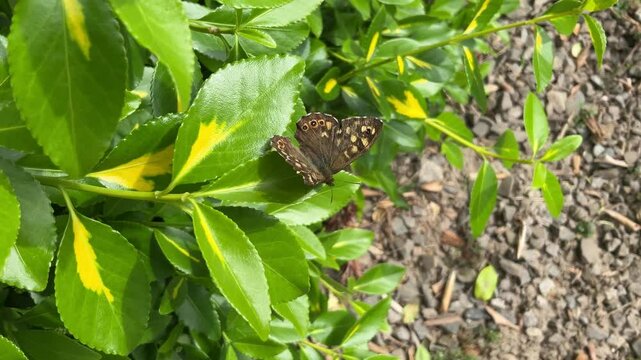 Butterfly Speckled wood, Pararge aegeria on fresh spring leaves of Emerald Gold, Spindle tree on sunny day. Topics: beauty of nature, vegetation, natural environment, fauna, flora