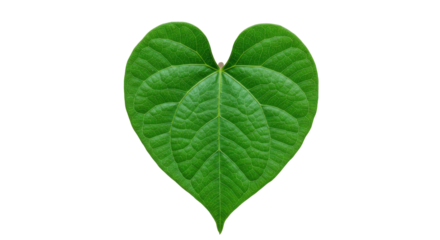 Vibrant green leaf shaped like a heart against a dark background. The veins are very visible