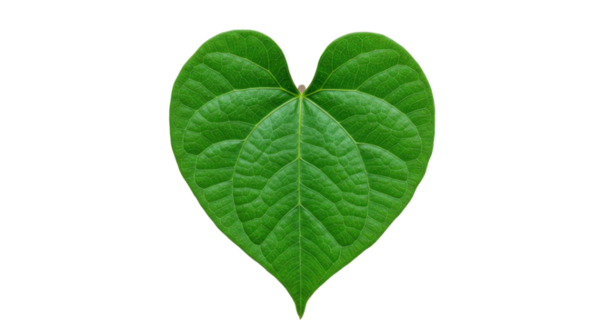 Vibrant green leaf shaped like a heart against a dark background. The veins are very visible