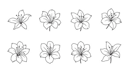 Oriental Lily line art elegant flower illustration in fine detail