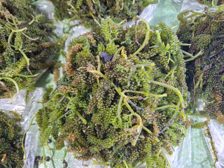 sea ​​grapes or Green Caviar seaweed or Caulerpa lentillifera in Indonesian is called anggur...
