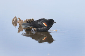 Red Winged Blackbidrs in spring