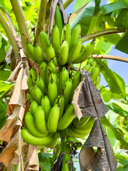 bunch of bananas on tree in Penang Malaysia