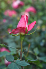 Beautiful pink rose flower closeup in garden, A very beautiful pink yellow rose flower bloomed on the rose tree, Rose flower closeup, bloom flowers, Natural spring flower floral background