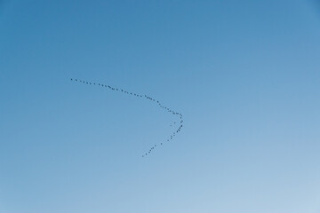 aves en el cielo de El Cairo