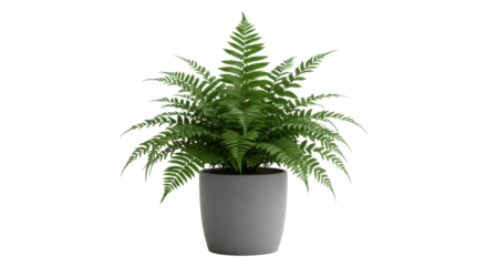 Lush green fern sits in a simple gray pot against a black background. Beautiful greenery