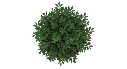 Lush green shrub with dark green leaves and hints of red, against a stark black backdrop