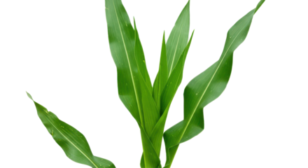 Lush green cornstalk leaves emerge, showcasing the vivid texture and detail of the crop's foliage