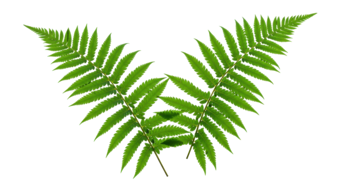 Twin vibrant green ferns, isolated against a stark black backdrop, nature's elegant symmetry