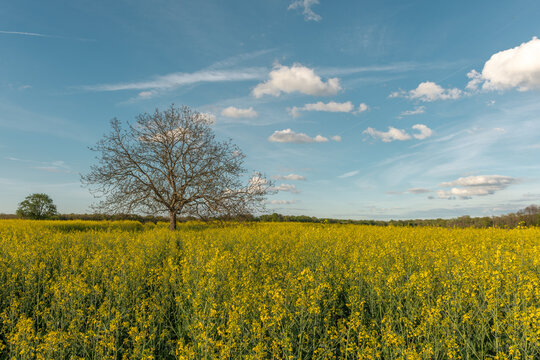 A field of yellow flowers rapeseed with a tree in the middle.