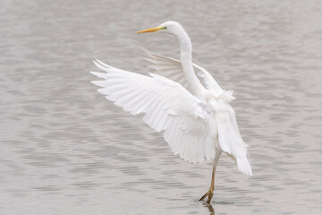 Great egret (Ardea alba) in flight in a pond.
