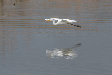 Great egret (Ardea alba) in flight in a pond.