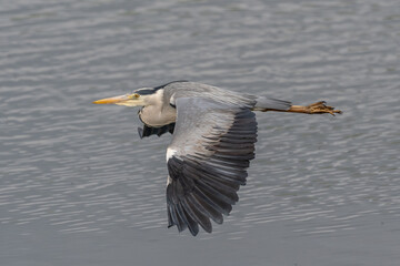 Grey Heron (Ardea cinerea) in flight.