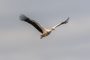 White stork (ciconia ciconia) in flight.