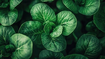 Obraz premium Lush green lettuce plants growing in a field, close-up view