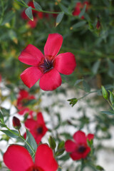 Linum Grandiflorum Rubrum Scarlet Flax bloomed in the garden on a flower bed, Red Linum Grandiflorums closeup in nature, Red flaxs or flowering flaxs, scarlet flax, crimson flax flower head close-up