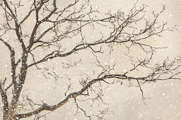 Fototapeta premium Close-up view of bare tree branches lightly dusted with snow, delicate flakes falling gently, cold winter air, soft overcast lighting, minimal natural beauty, tranquil seasonal moment 