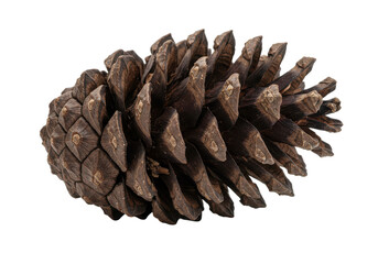 Isolated pinecone with sturdy scales against a dark stark background
