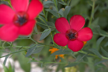 Linum Grandiflorum Rubrum Scarlet Flax bloomed in the garden on a flower bed, Red Linum Grandiflorums closeup in nature, Red flaxs or flowering flaxs, scarlet flax, crimson flax flower head close-up