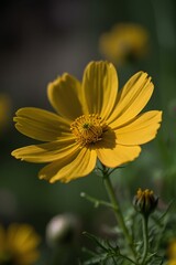 Fototapeta premium bee on yellow flower