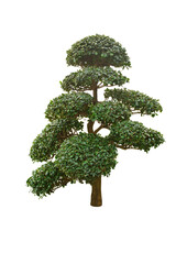 Tree isolated on white background