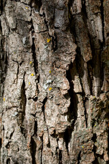 A detailed and upclose view of textured tree bark showcasing beautiful natural patterns