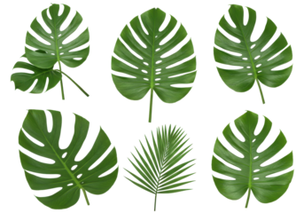 Lush Monstera and palm leaves pop against the void a green symphony