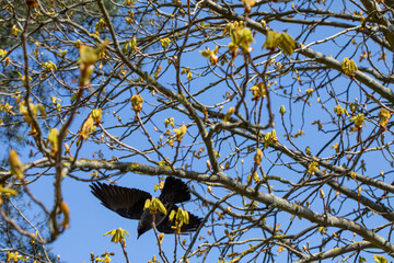 A graceful bird soars in flight, surrounded by vibrant spring blossoms in full bloom