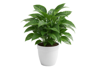 Lush plant in a white pot radiating freshness against a stark black background