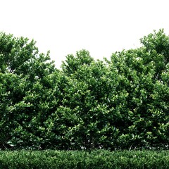 Fototapeta premium A lush green hedge, possibly boxwood, isolated on a clean white background
