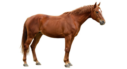 Obraz premium Brown horse stands, showcasing its muscular build and chestnut coat against black background