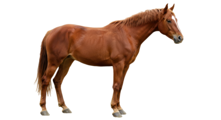 Brown horse stands, showcasing its muscular build and chestnut coat against black background