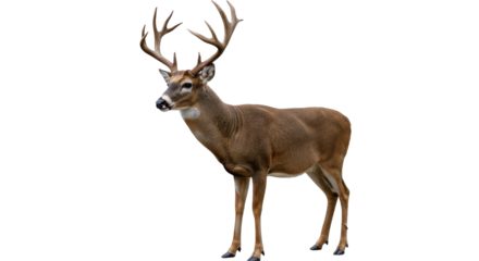 Majestic Buck A proud deer with grand antlers amidst the dark solitude