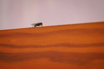 Black fly on a wooden board.
