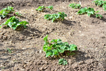 Strawberry plants growing in a garden bed under sunlight