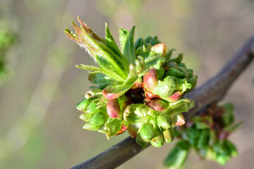 Close-up of a newly blossoming cherry tree branch in the spring