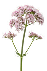 Valerian flowers isolated on white background