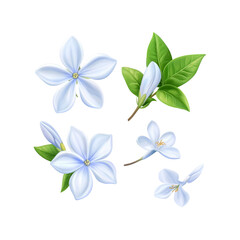 Collection of Plumeria Flowers  Vibrant, Realistic Illustration of White Frangipani Blossoms and