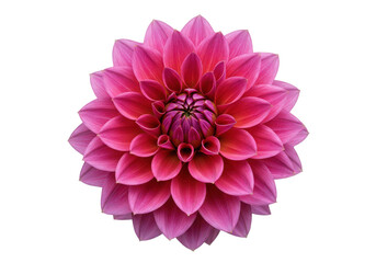 Fototapeta premium Radiant Dahlia A symphony of pink petals in full bloom against stark black backdrop