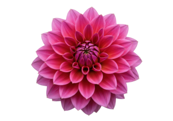 Radiant Dahlia A symphony of pink petals in full bloom against stark black backdrop