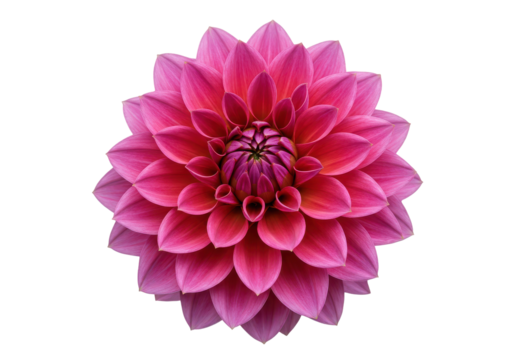 Radiant Dahlia A symphony of pink petals in full bloom against stark black backdrop