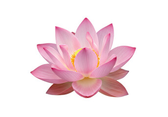Radiant lotus blossom pink petals unfurling against a void